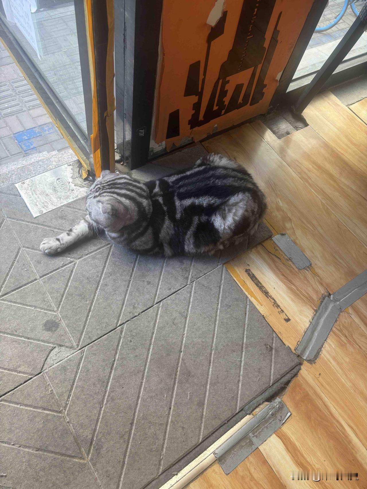 这家店已经开了十几年了，门口的猫还在活蹦乱跳。