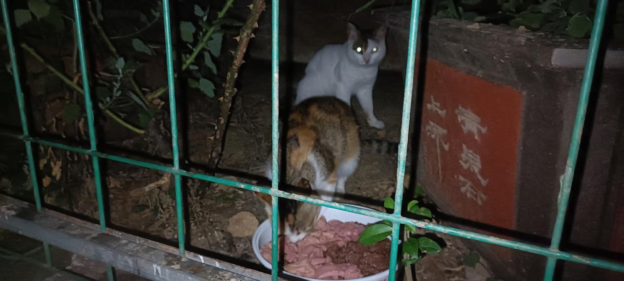 在这静谧的夜晚，垃圾站流浪猫能吃到干净美味的食物是多么幸福！它们不用再去翻肮脏恶