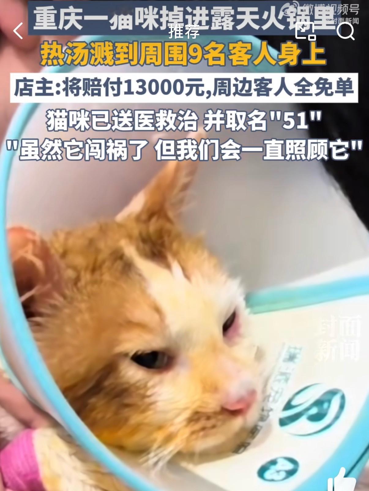 掉进火锅猫咪已送医取名51商家还是很会做事的但是我觉得最应该索赔的应该是那个猫咪