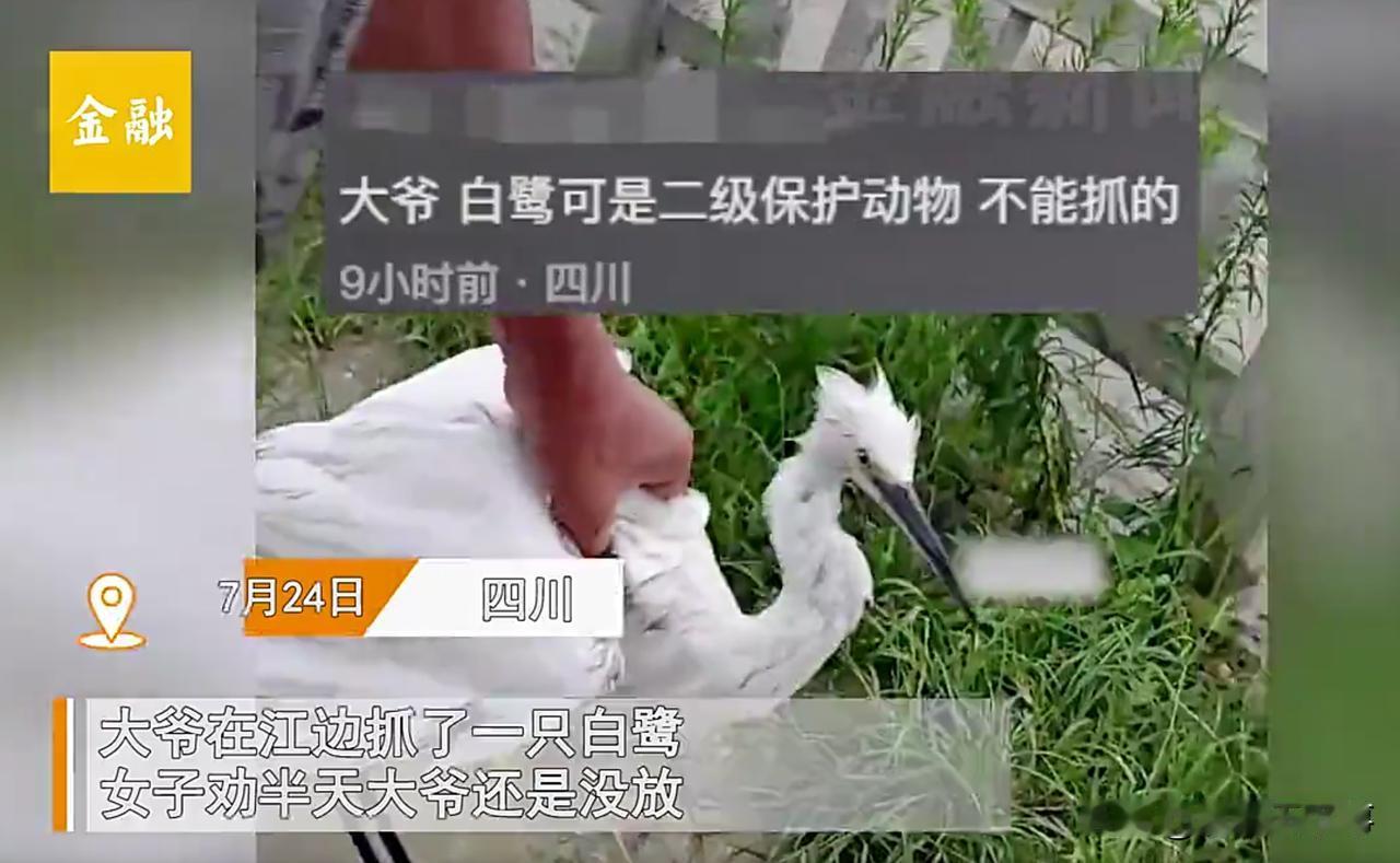 必须报警！四川成都，一大爷在江边抓捕了一只白鹭，女子刚好路过看到，便上前劝说大爷