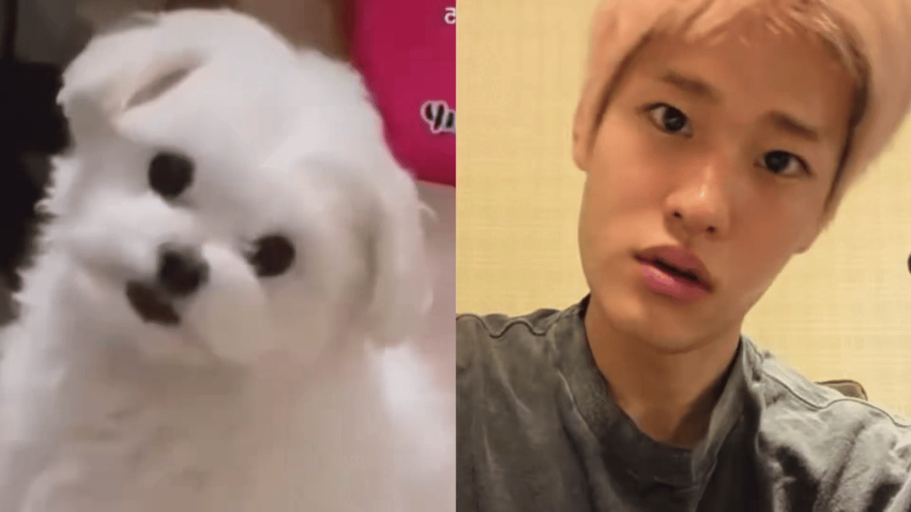 炤汪儿🐶 ​​​