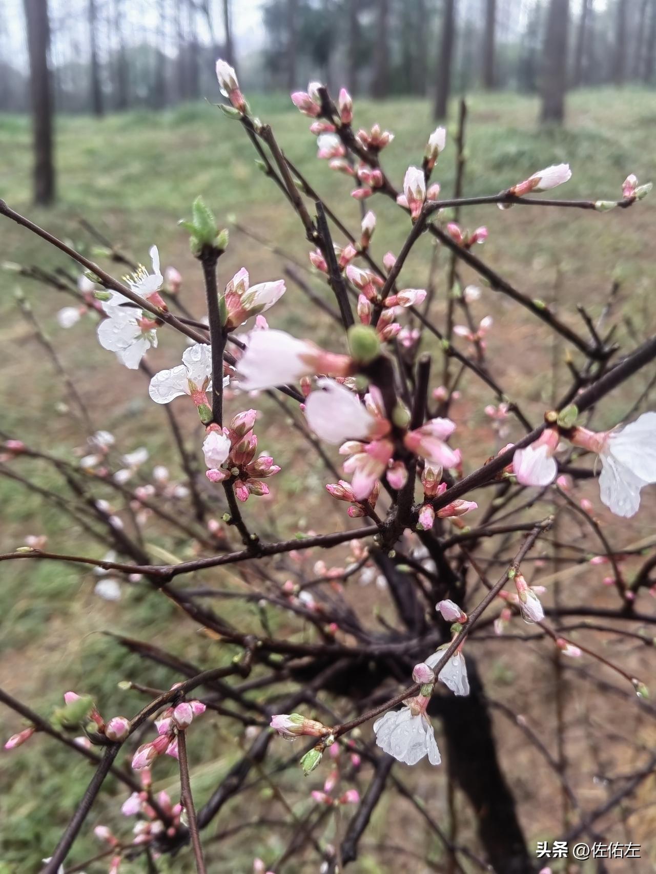 春节后的第一个休息日 ，恰赶上春雨霏霏的天气，只好在家里享受着睡觉做饭吃饭再睡觉