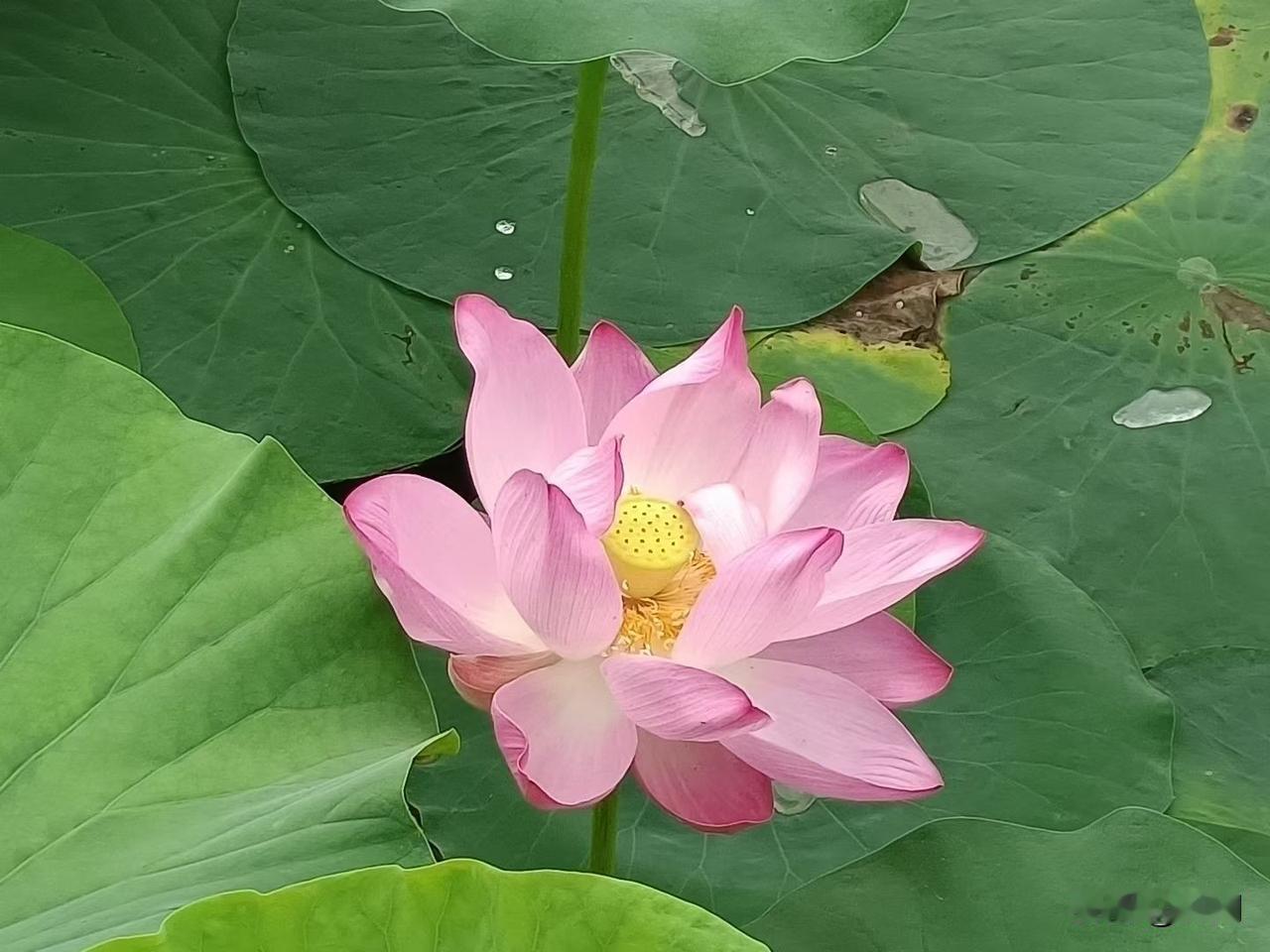 【醉桃源•芙蓉点水】
芙蓉点水正开红，蜻蜓早坐中。
骄阳似火挂晴空，熏风慢慢拥。