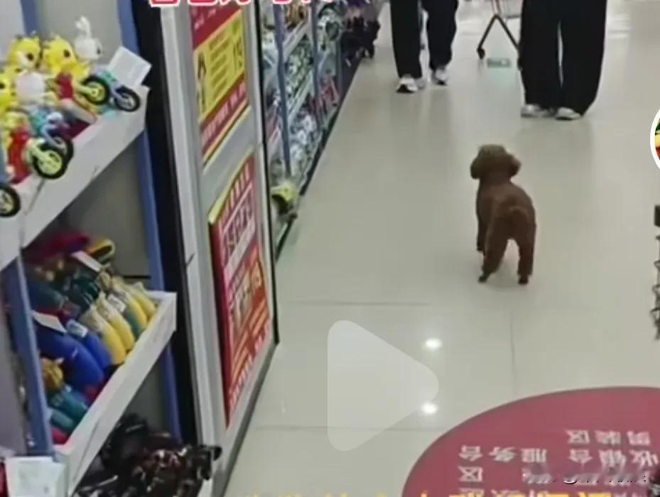 一只在大街上和主人走丢的小泰迪，满大街哭上哭下寻找主人，声音都哭哑了，就象孩子找