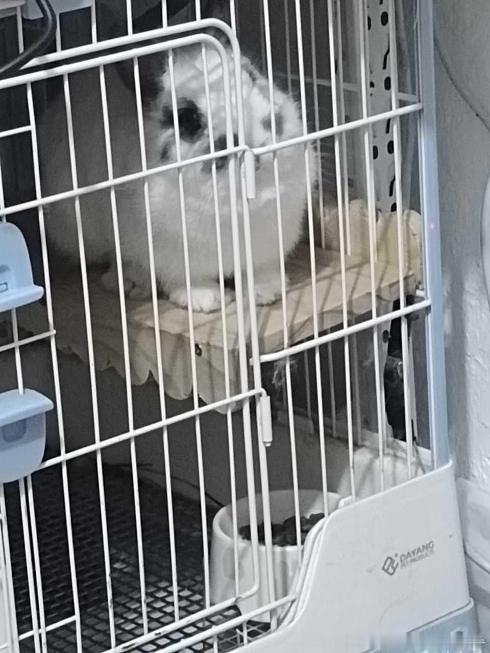 14063🐇【】此兔原本在十分忘情地舔自己的毛裤，发现高柱举起手机马上萌萌的站