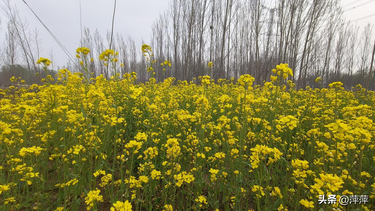 春日生活打卡季花开了感受到春的味道了。