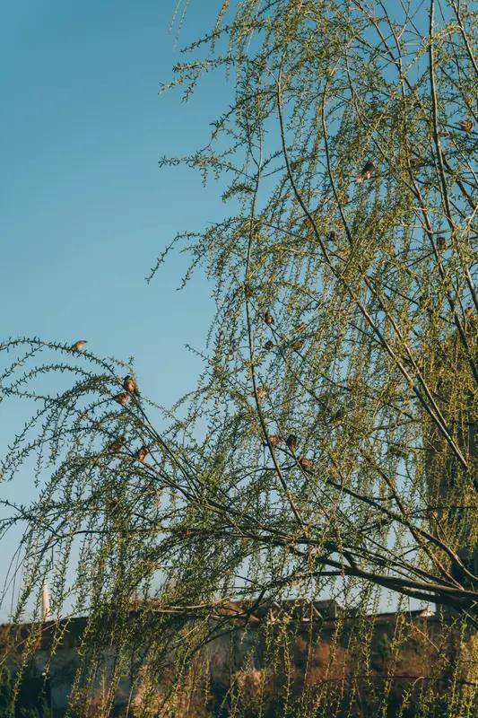 品读洒脱咖啡0Zz的这首《早春⑦》，仿佛瞬间被拉入一幅生机勃勃的早春画卷之中。“