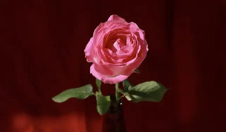 2024年初，一份深沉的思念在字里行间流淌。字里行间，一个“我”对“你”倾诉着无