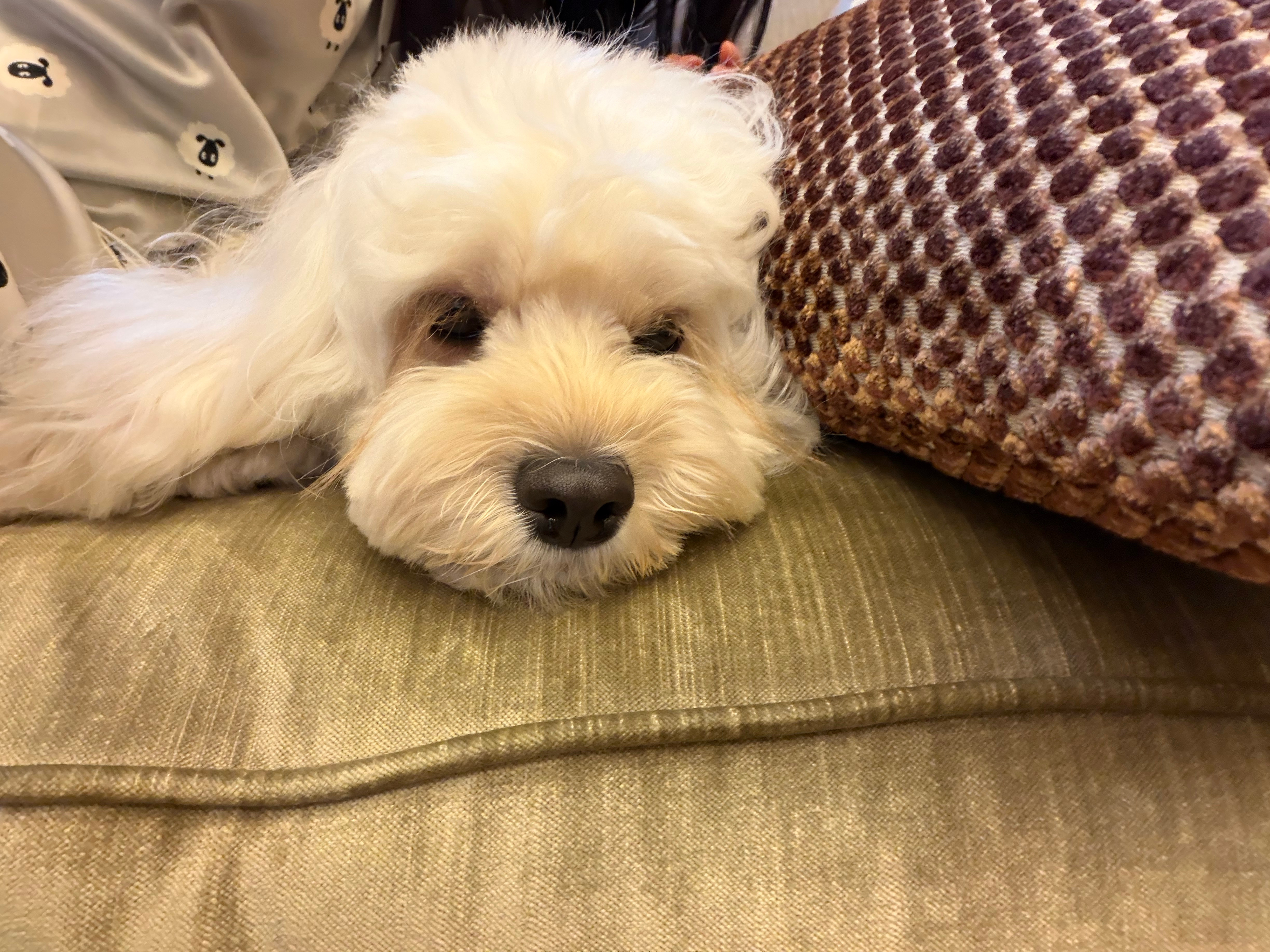 舔狗上线 
