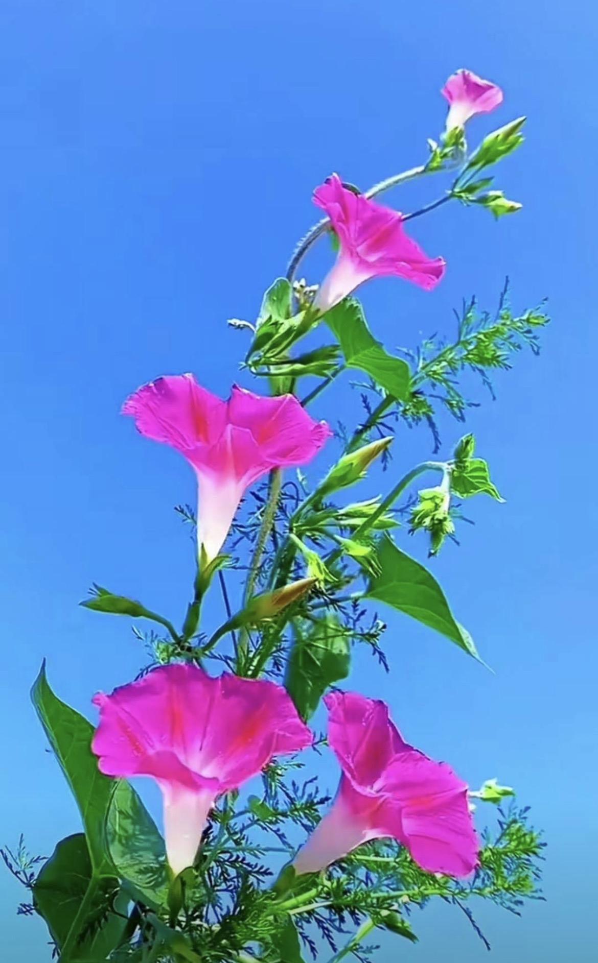 中元节，百鬼夜行。昨夜梦见了琼瑶女士，大S在演流星花园，然后看见了，那个鬼群中最