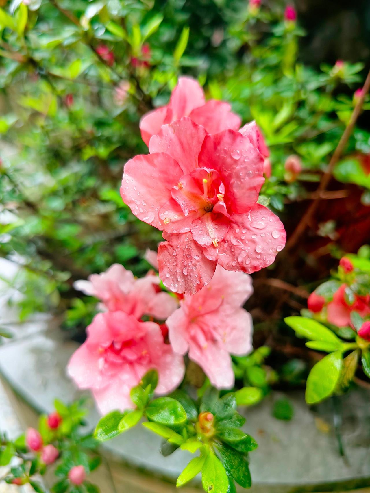 春天的色彩 赏花🌸听音乐🎶 好看的花一定要分享给你 抖音邀你来赏花 随拍记录