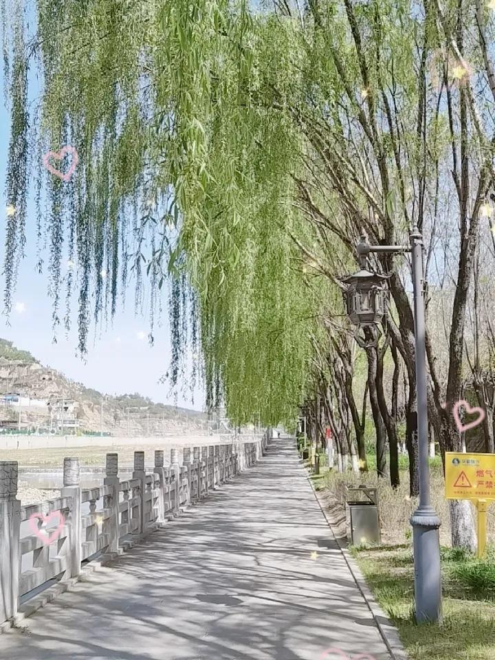 春日生活打卡季青青河边柳，惹动絮白头