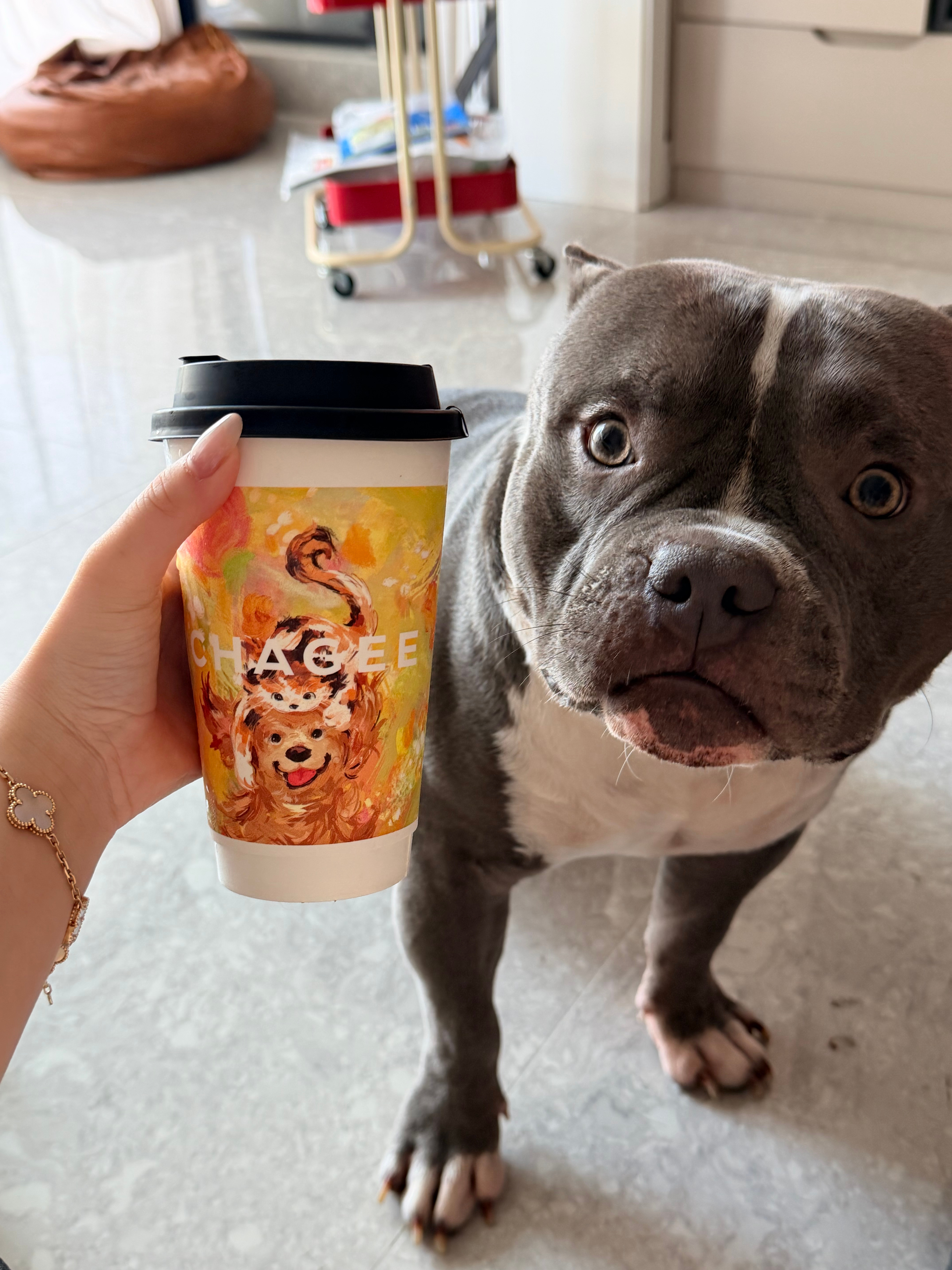 秋天的第一杯奶茶决定给霸王茶姬🐶 