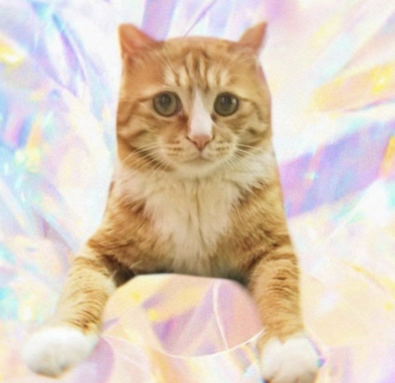 每次在群里回复土豆的副班主任我就想笑，仿佛猫咪家长和猫咪老师在对话感觉下一秒就要