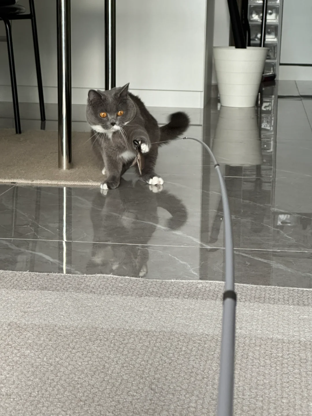 家人们！你们家猫玩逗猫棒也这样吗！？😅