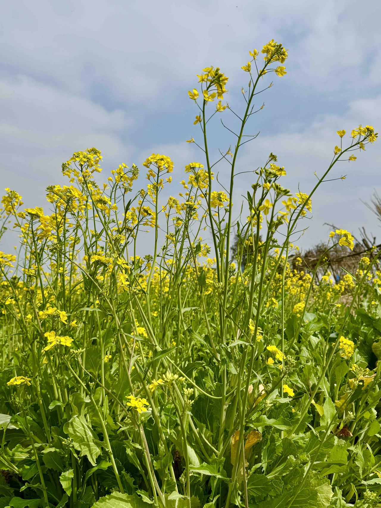 分享油菜花照片春风一吹，漫山遍野便铺上了一层金黄。不起眼的油菜花，就是最壮阔的春