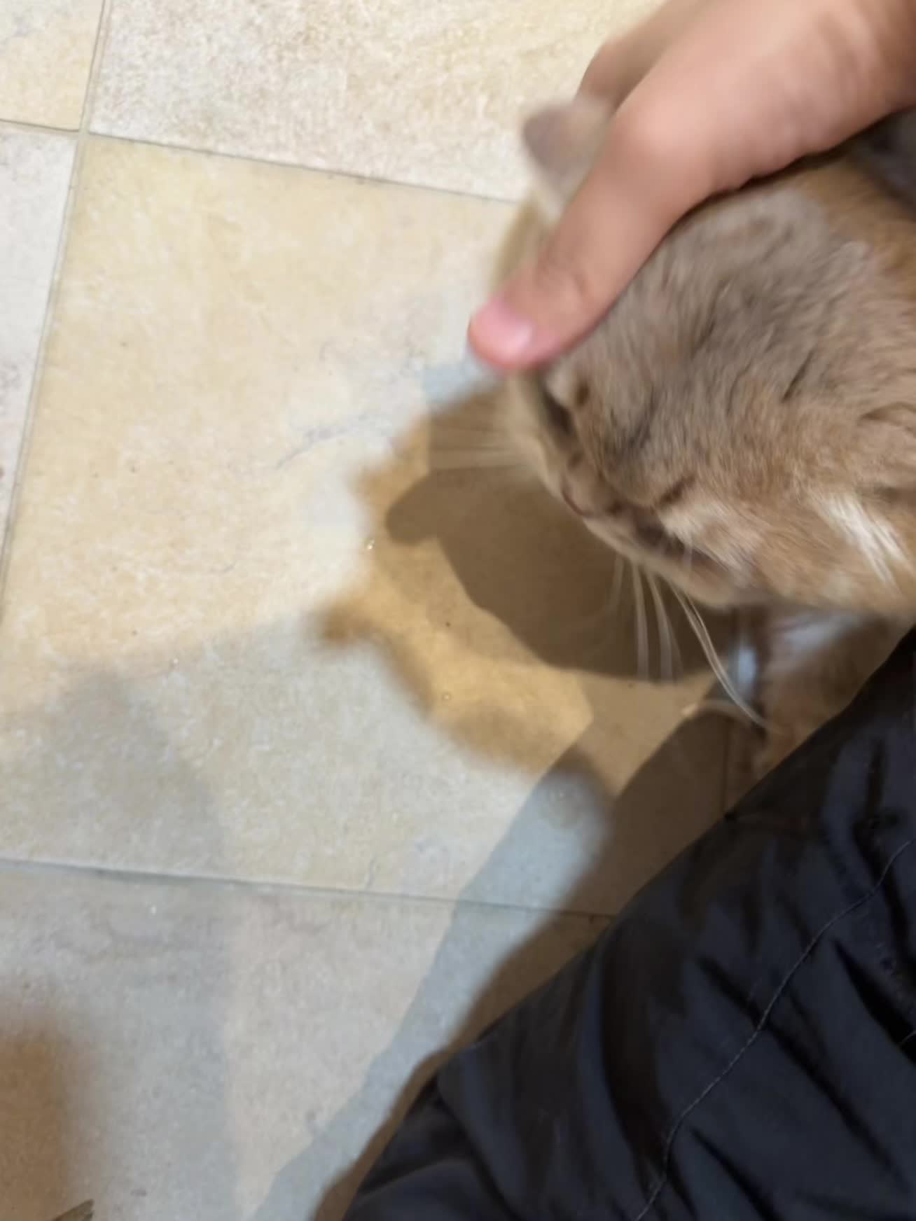 作案现场和作案猫！！