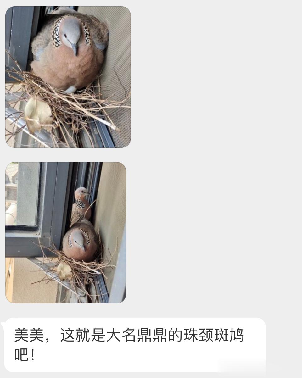 窗台上孵蛋的【珠颈斑鸠】它的窝总是出现在一些刁钻的地带… ​​​