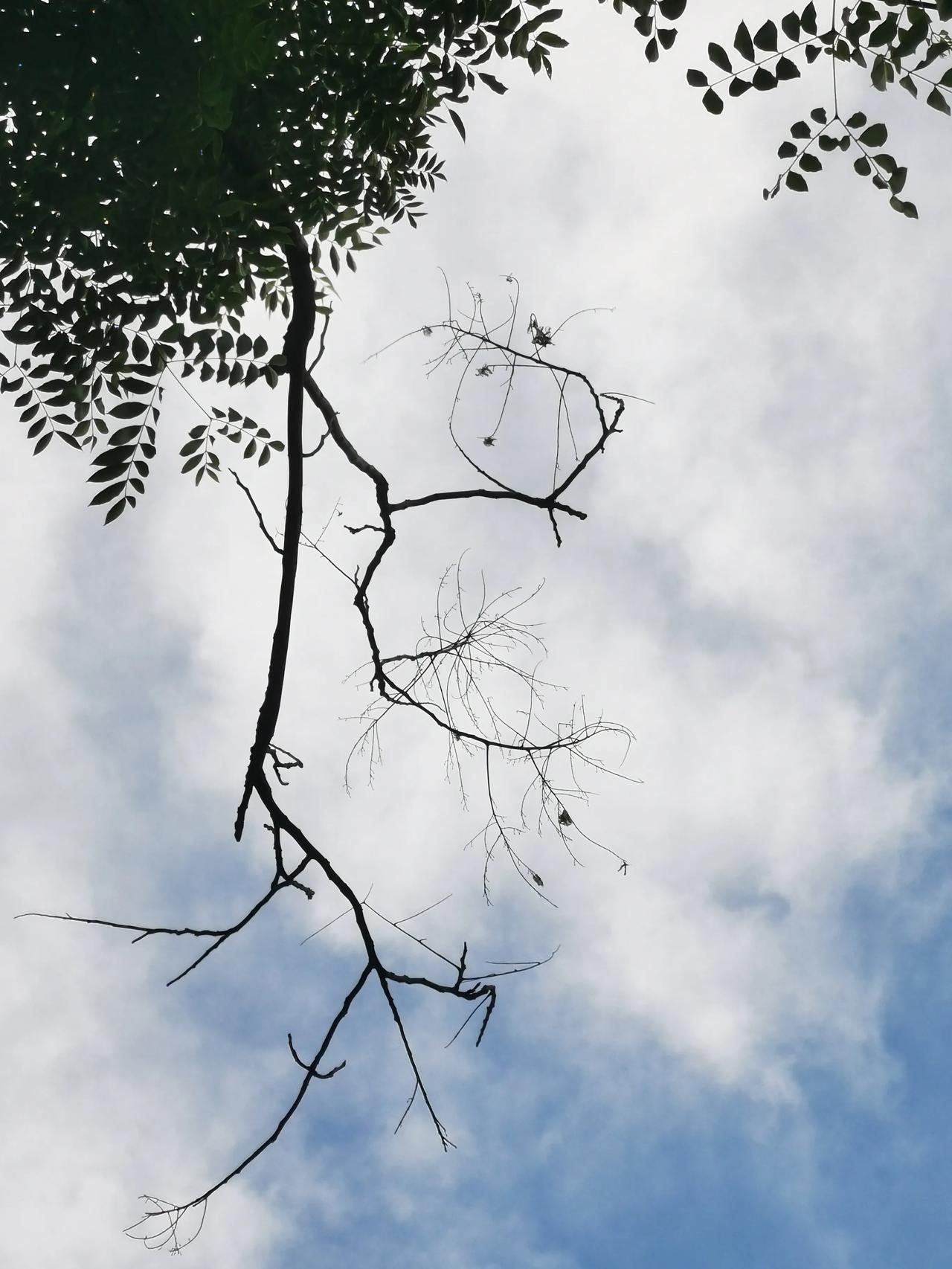 云在撤退时  
遗落下深浅不一的蓝  
如同未拧干的画布  
还在滴水  

倔