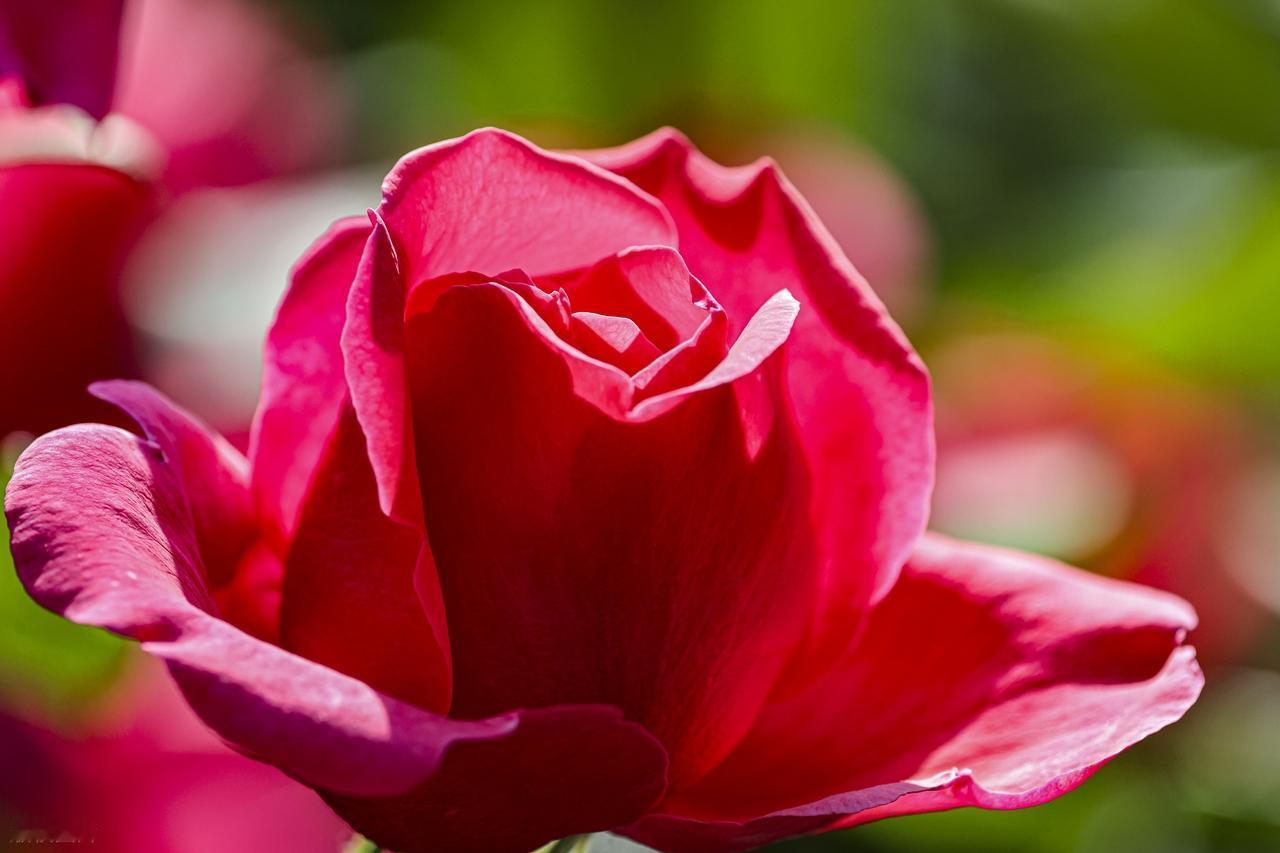 放下，是为了更好地前行。好与不好都走了，幸与不幸都过了。人生的际遇，一如窗外的雨