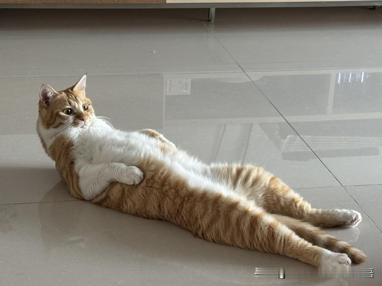 我家有只摆烂猫！