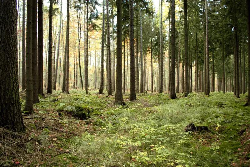 “你们直接开大，把主办方干到怀疑人生！”嘿，广西选手荒野烧炭过冬这事儿，可太逗了