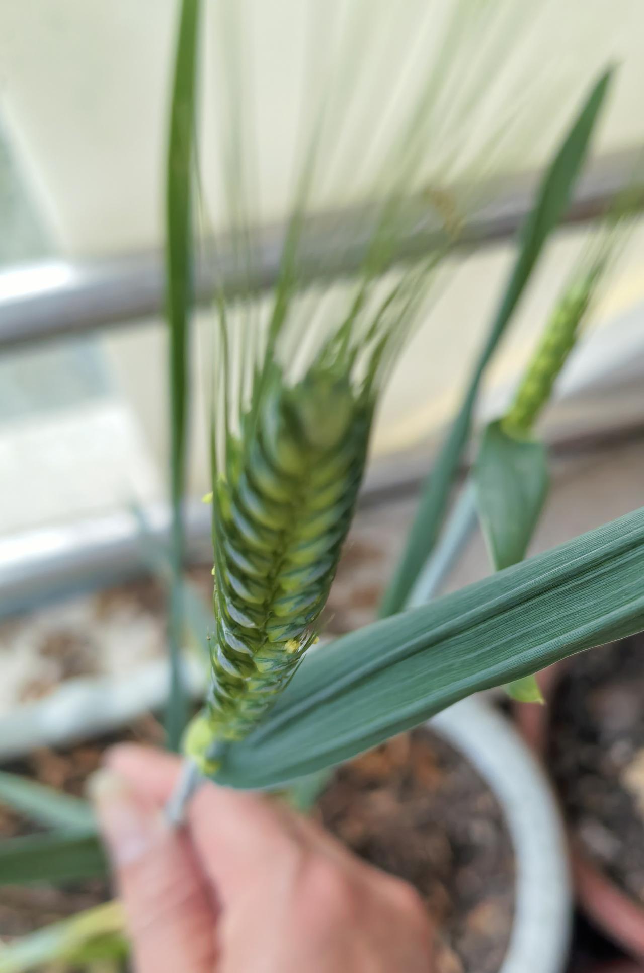 家中阳台花盆里的麦穗之种子何来？
晒图笔记大赛麦穗花摆件 
春节期间，阳台一棵石