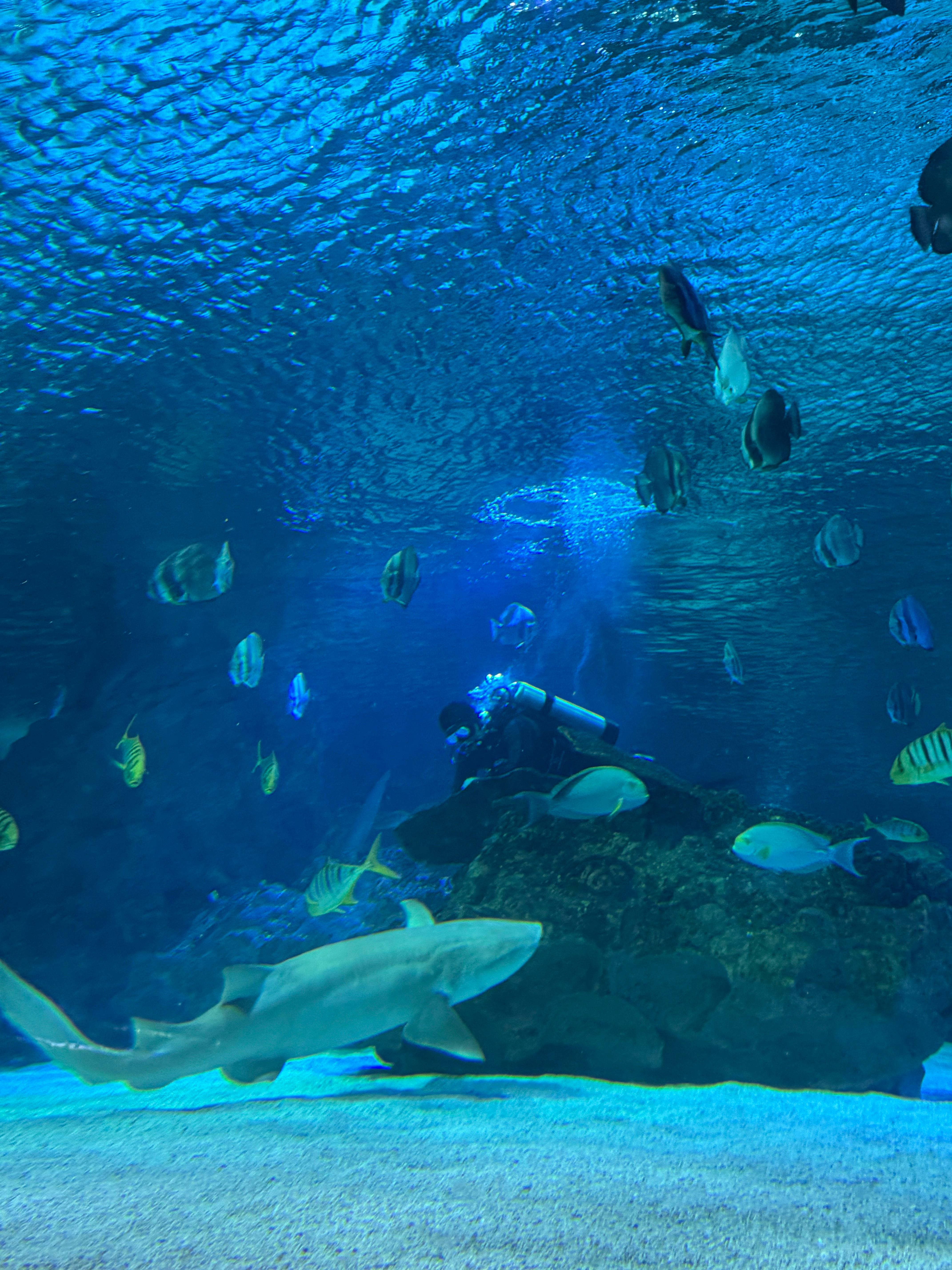 闯入蓝色海洋世界🐳🦈海洋馆北京约拍  ​​​