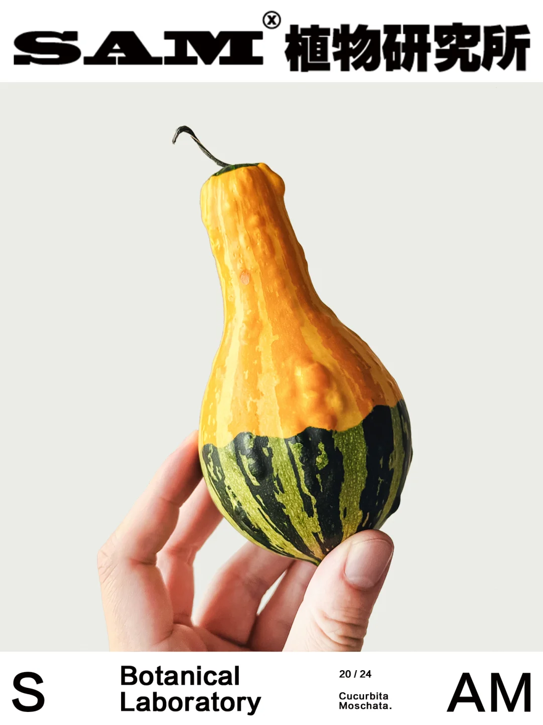 墨西哥南瓜｜Cucurbita Argyrosperma