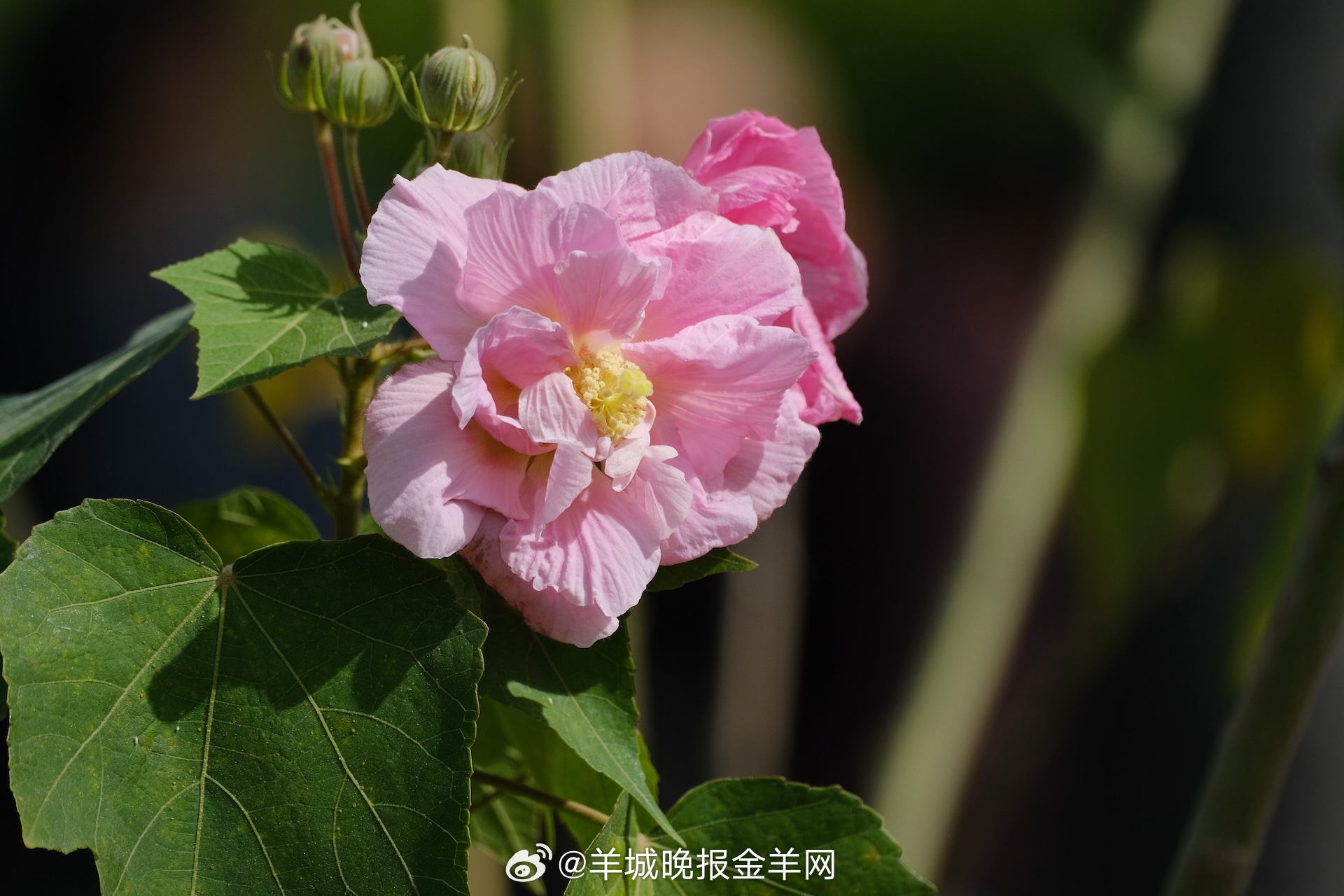 #晚安#无论此刻你有什么烦恼，请记得，拼尽全力的你已经做得很好了。带着“没什么大