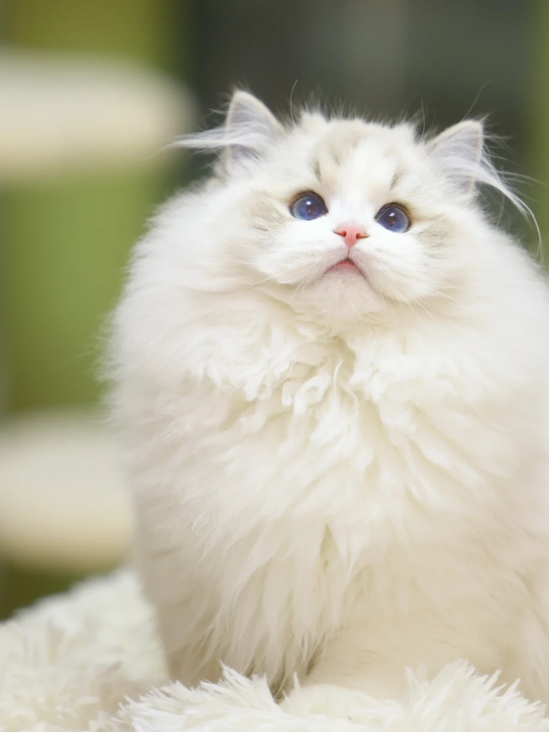 憨憨的小猫是谁的菜