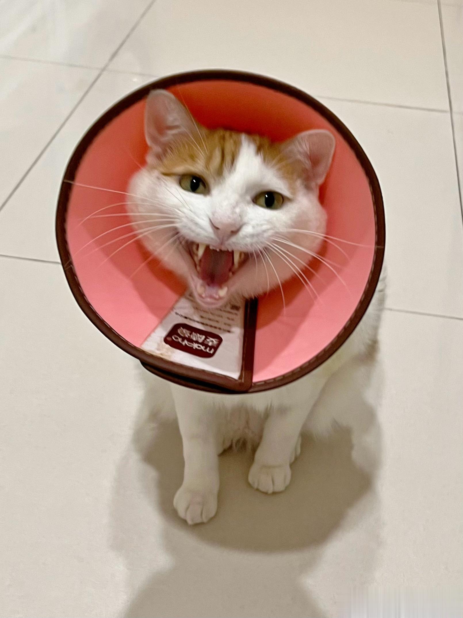 今天早上猴猴问我他什么时候能返回工作岗位？我说再等几天吧，猴猴老不开心啦[悲伤]
