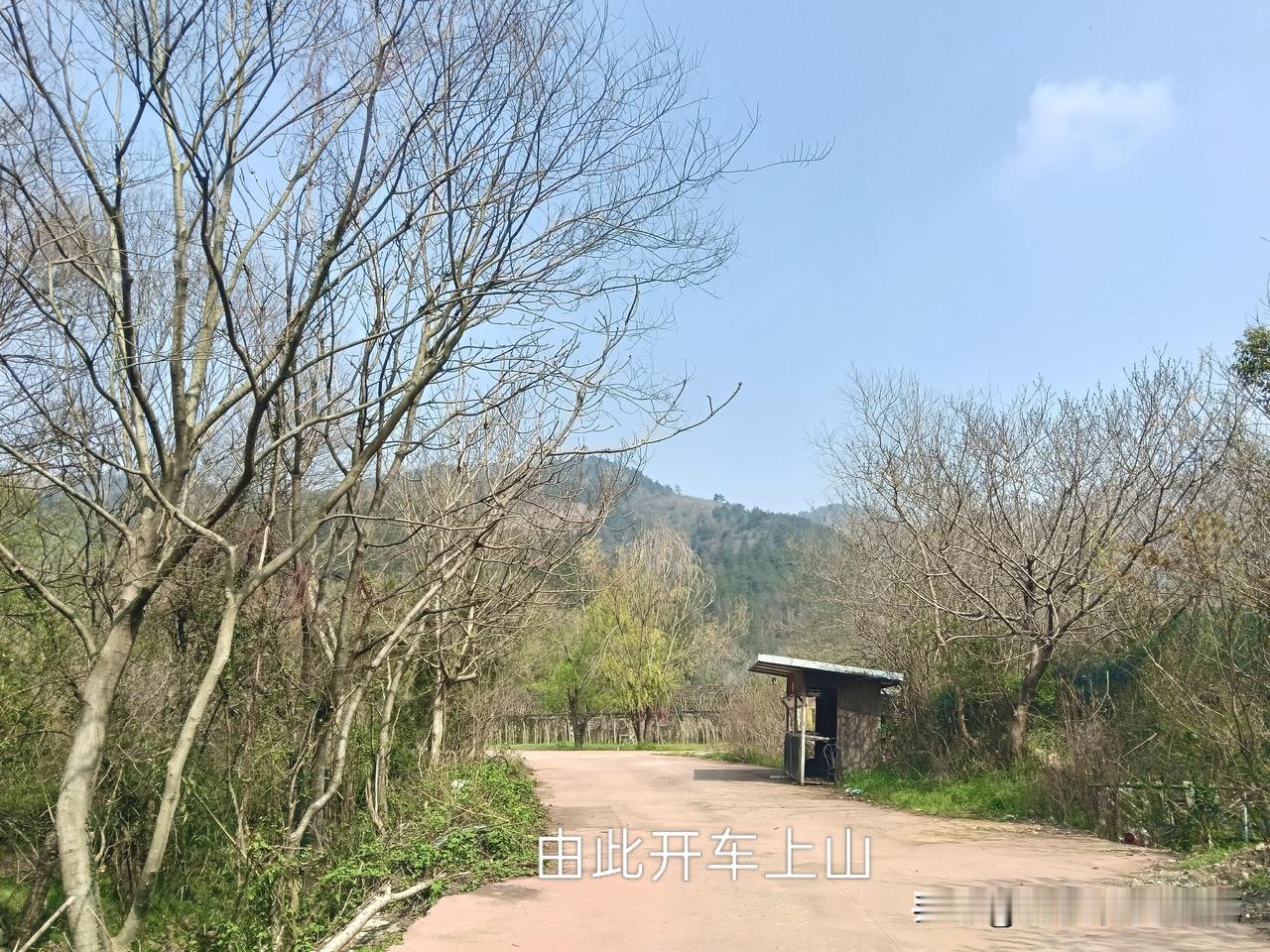 黄陂云雾山发现一处可采野生香椿芽的好去处。一般人我可不告诉的。

进入景区，右侧