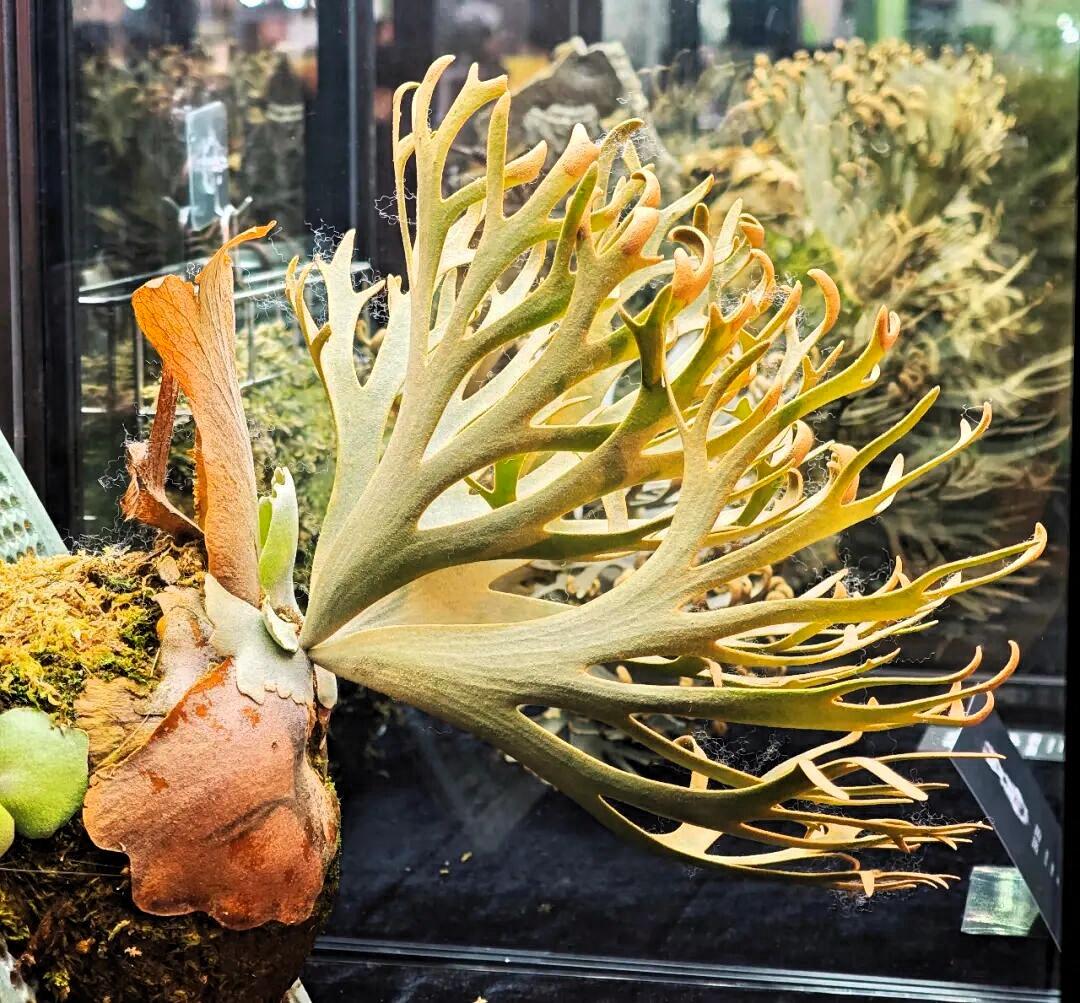 奶奶总说，生病要像守着个小秘密。年轻时不懂，如今才咂摸出滋味。

下午偷摸去医院