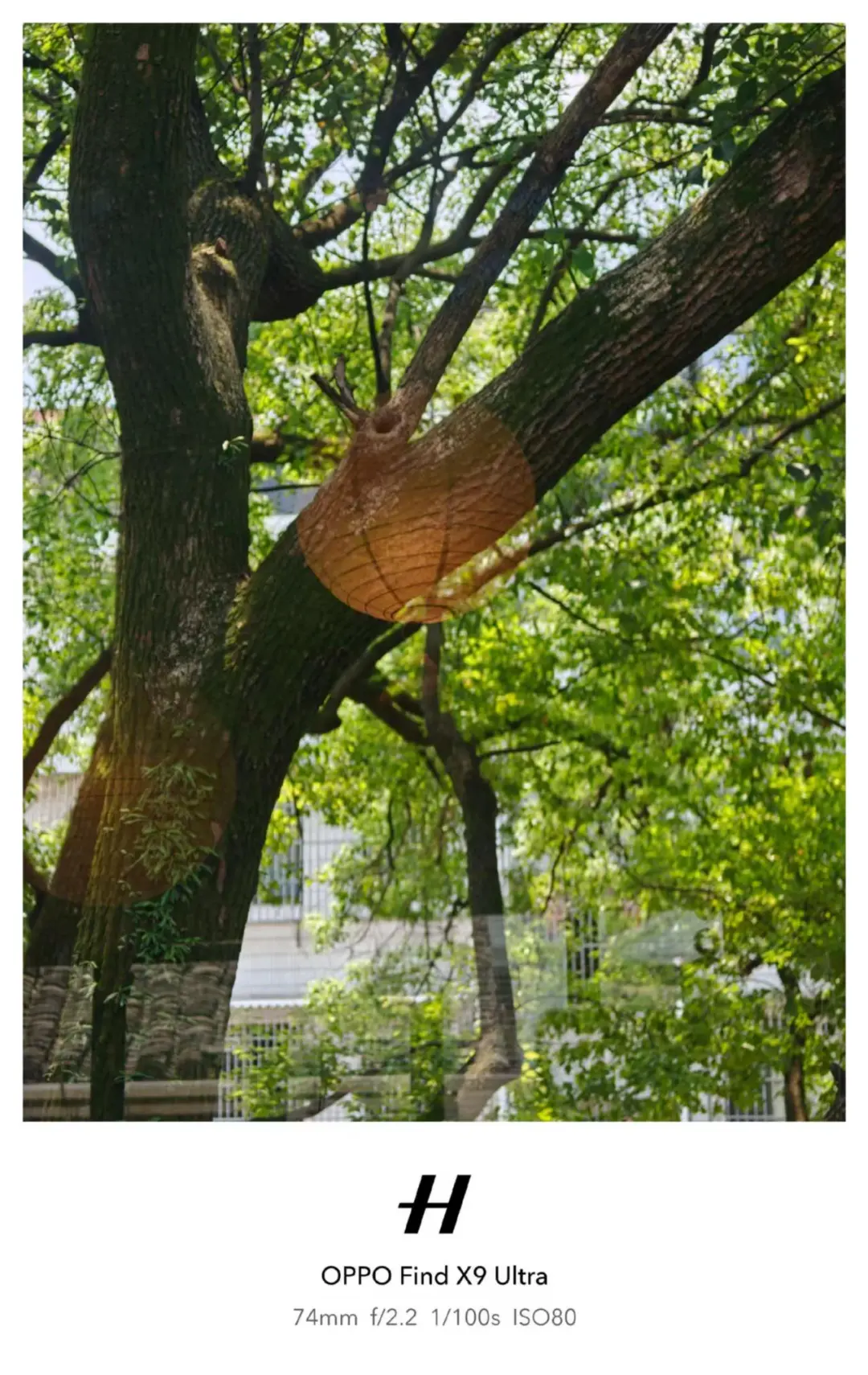 怎么会有这么美的树？🌳