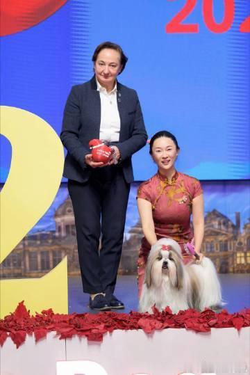 霍思燕爱犬在国际比赛夺冠 霍思燕不仅在荧屏上优雅，今天她与爱犬一起在犬展上大放异