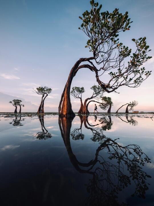 从焦虑到自洽｜30+的我活成了三毛诗里的树..