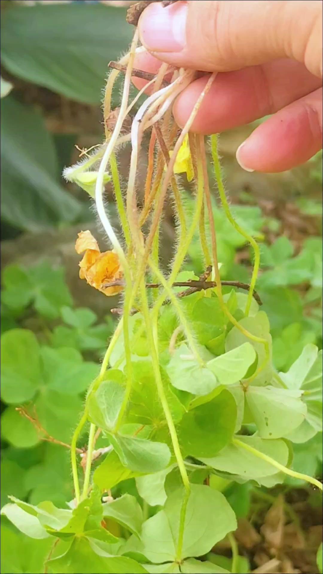 了解它的人会把它拔回家，洗净剪断后，放进石臼里慢慢捣烂。你知道红花酸浆草吗？