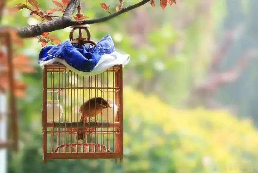 小妮子放假回家，见我葛优式躺着听着小说道，你应该拎着鸟笼出去晒太阳了。看来，我是