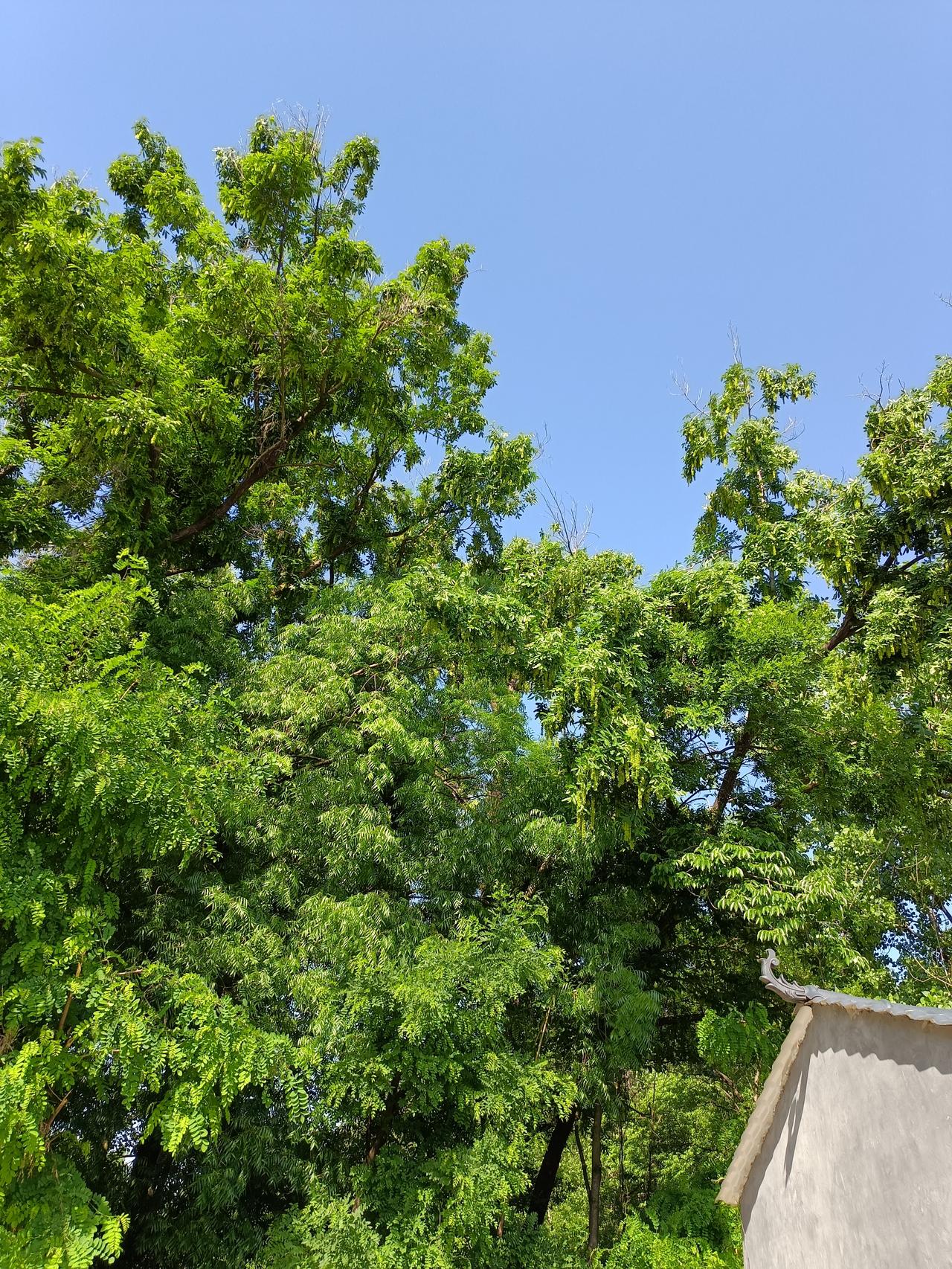 家中窗外美景随手拍美好的初夏：今天阳光明媚，绿树郁郁葱葱，天空蓝蓝，鸟儿歌唱。