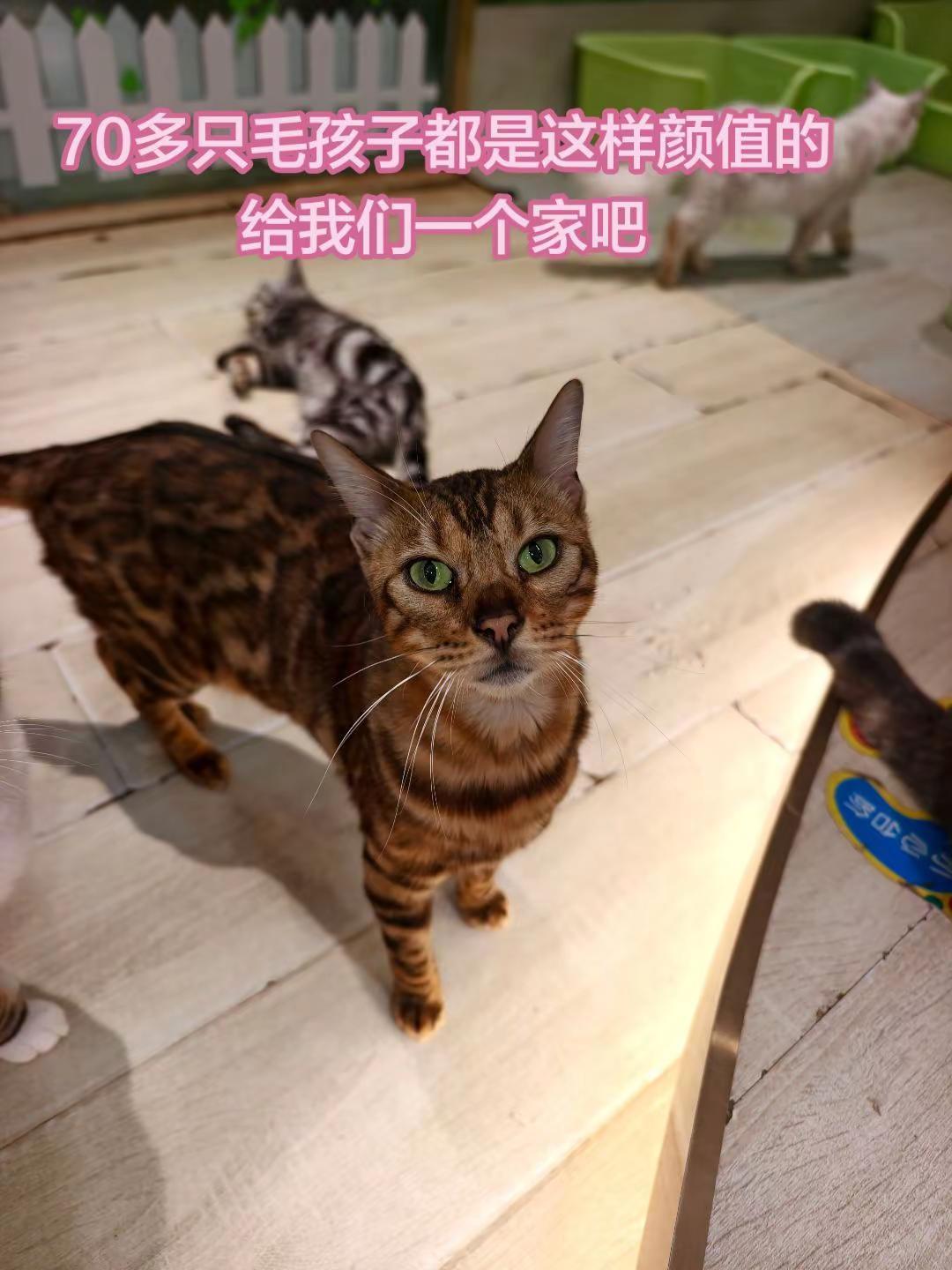 去到现场，真的被深深的震撼到了！那毛孩子都围着我转，不停的上来亲蹭，都渴望进入家