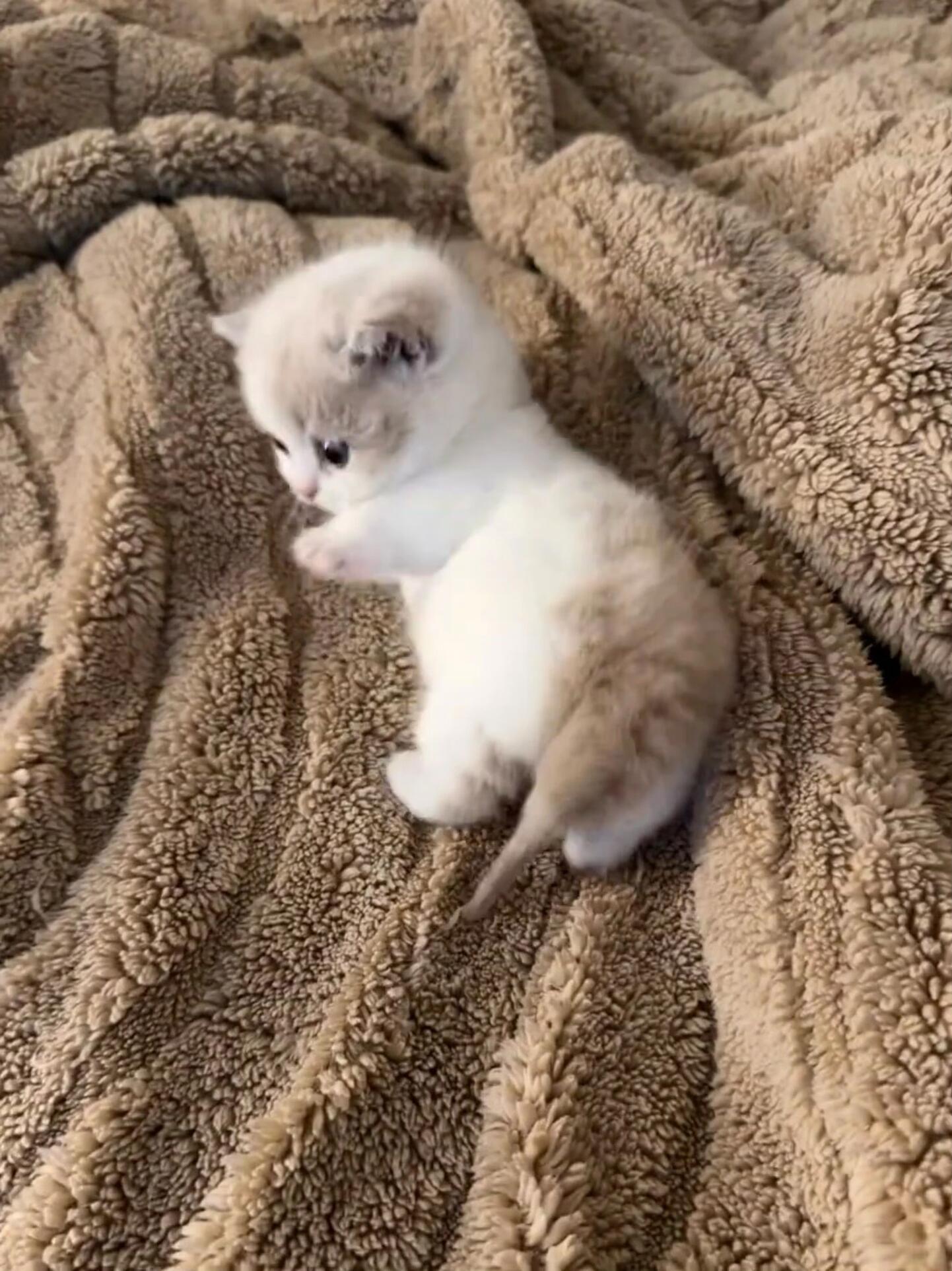 一只正在驯服四肢的小猫猫 