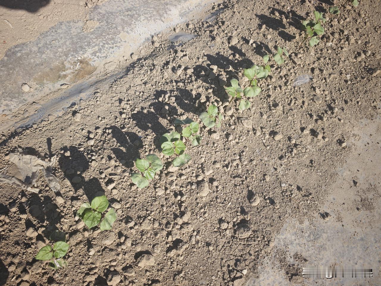 写一副春日对联 春天和棉花种植结合的对联，得凸显春日生机与棉花种植的希望。我想到