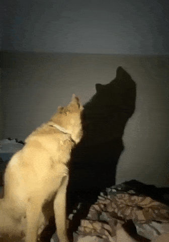 猫猫：大黑猫，你不要过来啊， 啊啊啊 ​​​