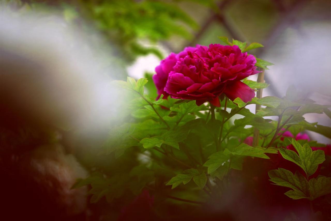 往后余生，别再为难自己，把“躲”字记在心里。远离消耗，守住清净，心无烦忧，身体无