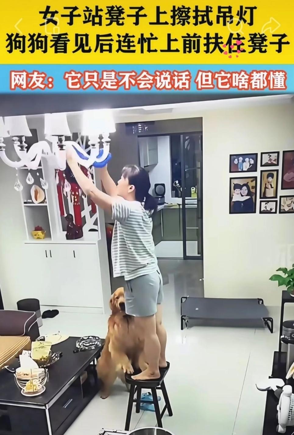 它只是不会说话，其实心里什么都懂！


主人没白养！虽然不能言语，却时刻担心主人