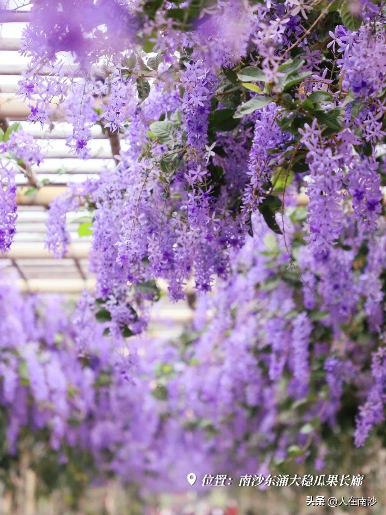 【大稳瓜果长廊不仅有瓜看啦！】每年都靠看瓜火爆的大稳村今年换花样啦，一条紫色的蓝