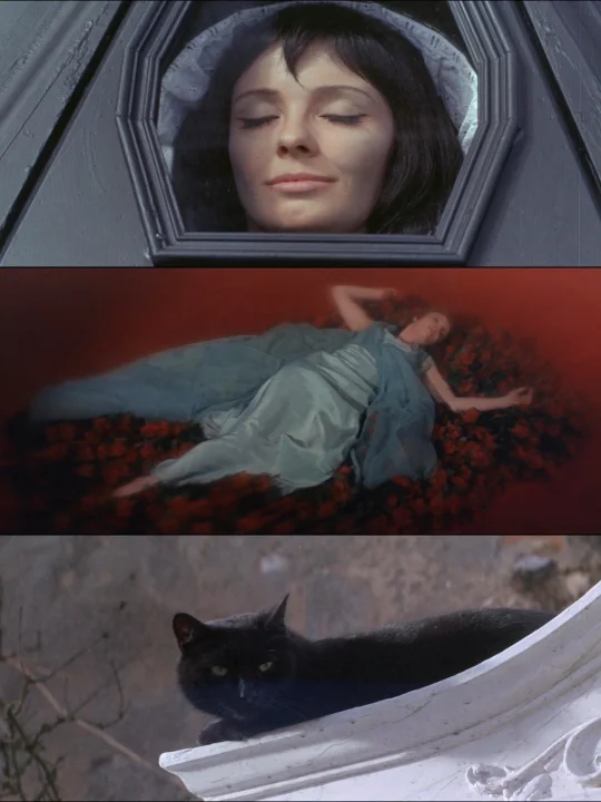 黑猫从爱人的坟墓而来🩸宝藏哥特电影