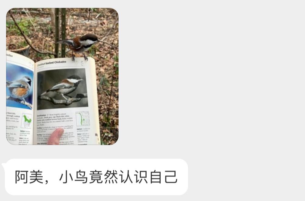 停落在书本上的栗背山雀这种巧合 大概率是被食物吸引过来的🙊 ​​​