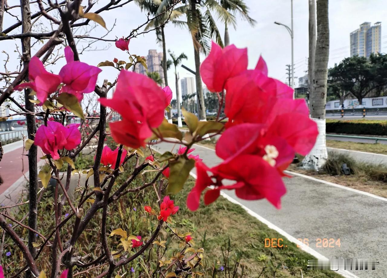 鞭炮齐鸣迎新春。